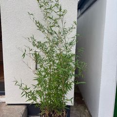 bamboo plant Golden Bamboo - Phyllostachys aurea