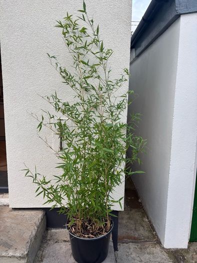 bamboo plant Golden Bamboo - Phyllostachys aurea