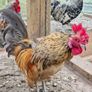 Serama Roosters Image 6