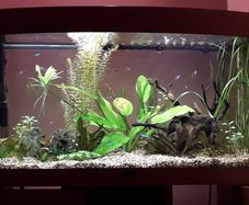 fish tank
