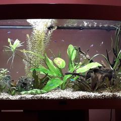 fish tank