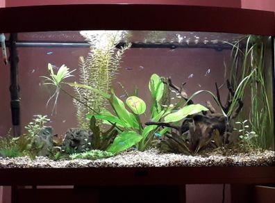fish tank
