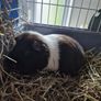 3 guinea pigs Image 3