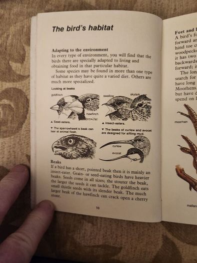 Whizz Kids. Birdwatching First Edition Vintage 1979 Paperback In Good Condition. 36.