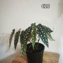 Houseplant Donegal Rare Established plants Image 2