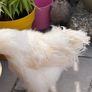 silkie roaster Image 10
