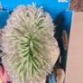 Vintage  Edd The Duck Hand Puppet Soft Toy From Bbc Tv 1990 Boxed Image 4