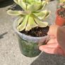 plant Image 2