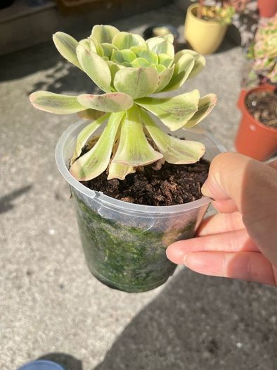plant