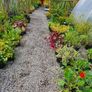 Shrubs and Plants Image 8