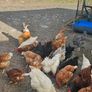 poultry chickens Image 7