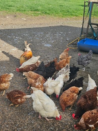 poultry chickens