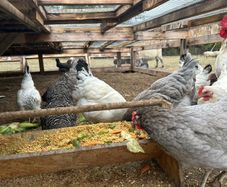 laying hens