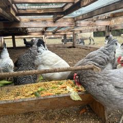 laying hens
