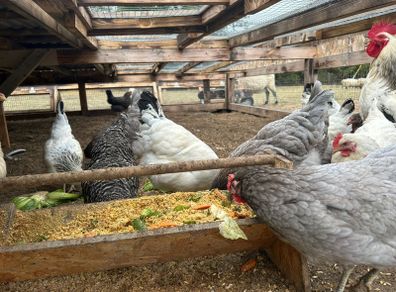 laying hens
