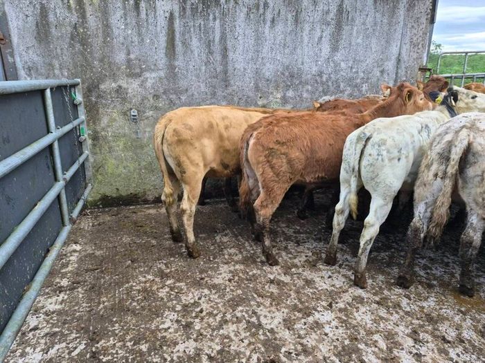 7 heifers
