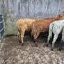 7 heifers Image 2