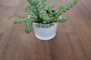 Crassula hottentot succulent