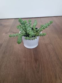Crassula hottentot succulent