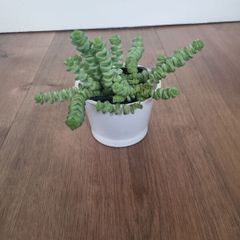 Crassula hottentot succulent