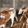 Calves Image 4