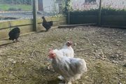 11 week old lavender pekin roosters