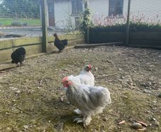 11 week old lavender pekin roosters