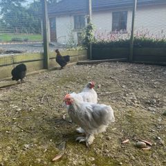 11 week old lavender pekin roosters