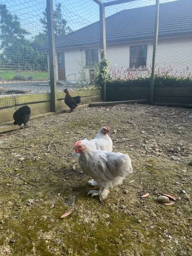 11 week old lavender pekin roosters