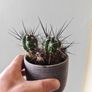 cacti Image 9