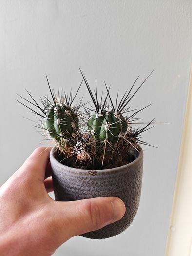 cacti