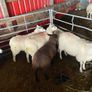 Texel Cross Ewe lambs ONLY 2 LEFT Image 4