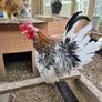 Serema Roosters Image 3