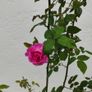 Climbing Rose Image 4