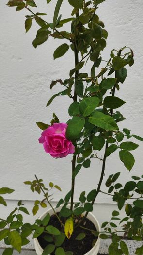 Climbing Rose