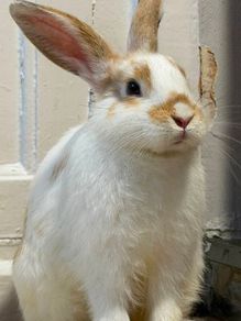 Bunny