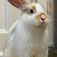 Bunny