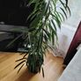 plant Image 2