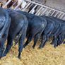 15 Aberdeen Angus Weanling Bulls Image 5