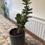 Jade Plant Image 2
