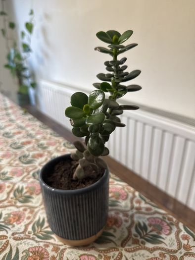 Jade Plant