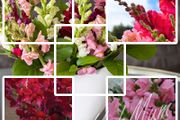 Snapdragon seeds from 1.00 euro per pack