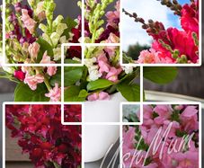 Snapdragon seeds from 1.00 euro per pack
