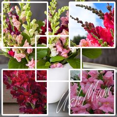 Snapdragon seeds from 1.00 euro per pack