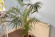 palm tree