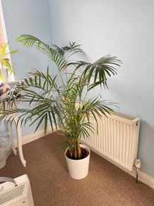 palm tree