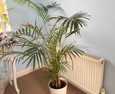 palm tree
