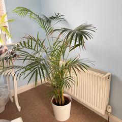 palm tree