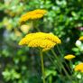 plants Image 2