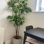 Large plant Image 2